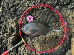 クチブトグレの釣果