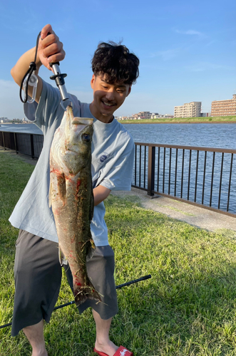 シーバスの釣果