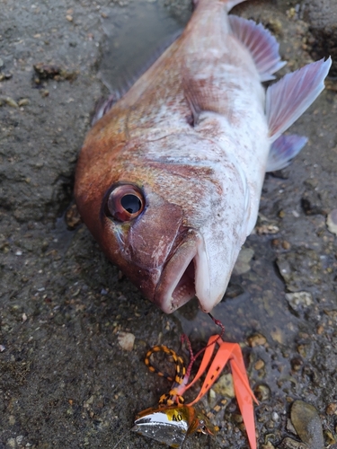 マダイの釣果