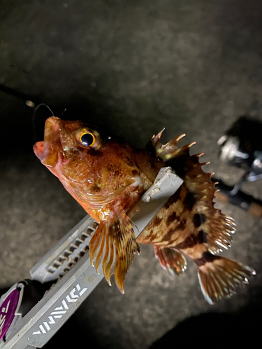 カサゴの釣果