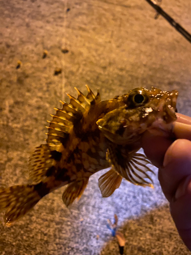 カサゴの釣果