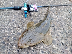 マゴチの釣果