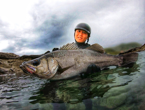 ヒラスズキの釣果