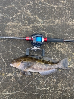 アイナメの釣果