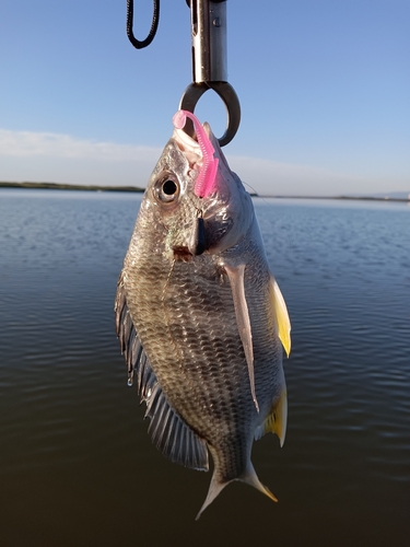 キビレの釣果