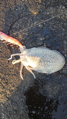 シリヤケイカの釣果