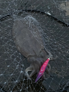 モンゴウイカの釣果