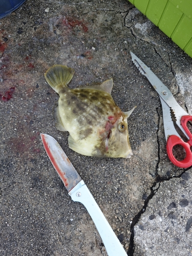 カワハギの釣果