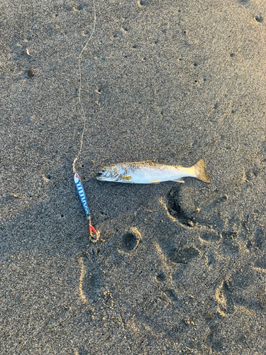 アメマスの釣果