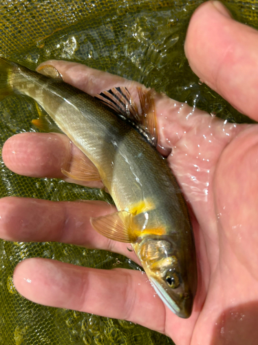 アユの釣果