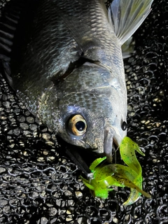 キビレの釣果