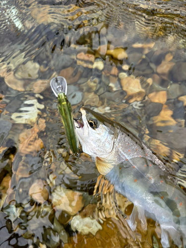 アマゴの釣果