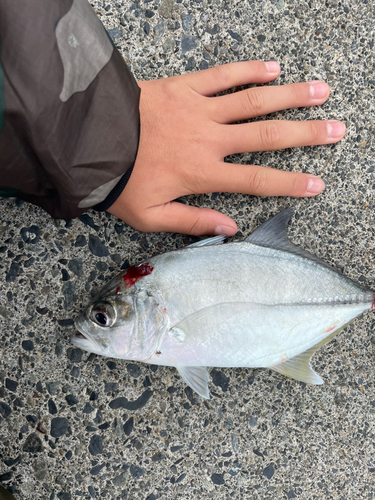 シマアジの釣果