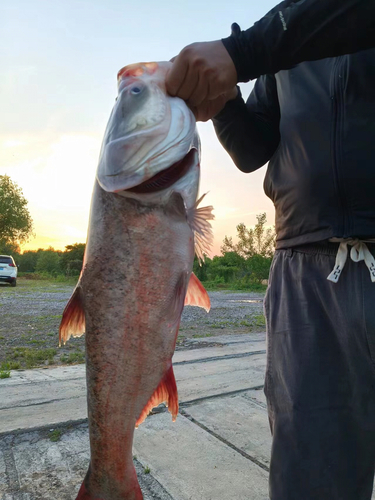 釣果