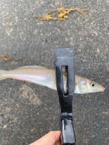 キスの釣果