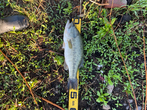 ブラックバスの釣果