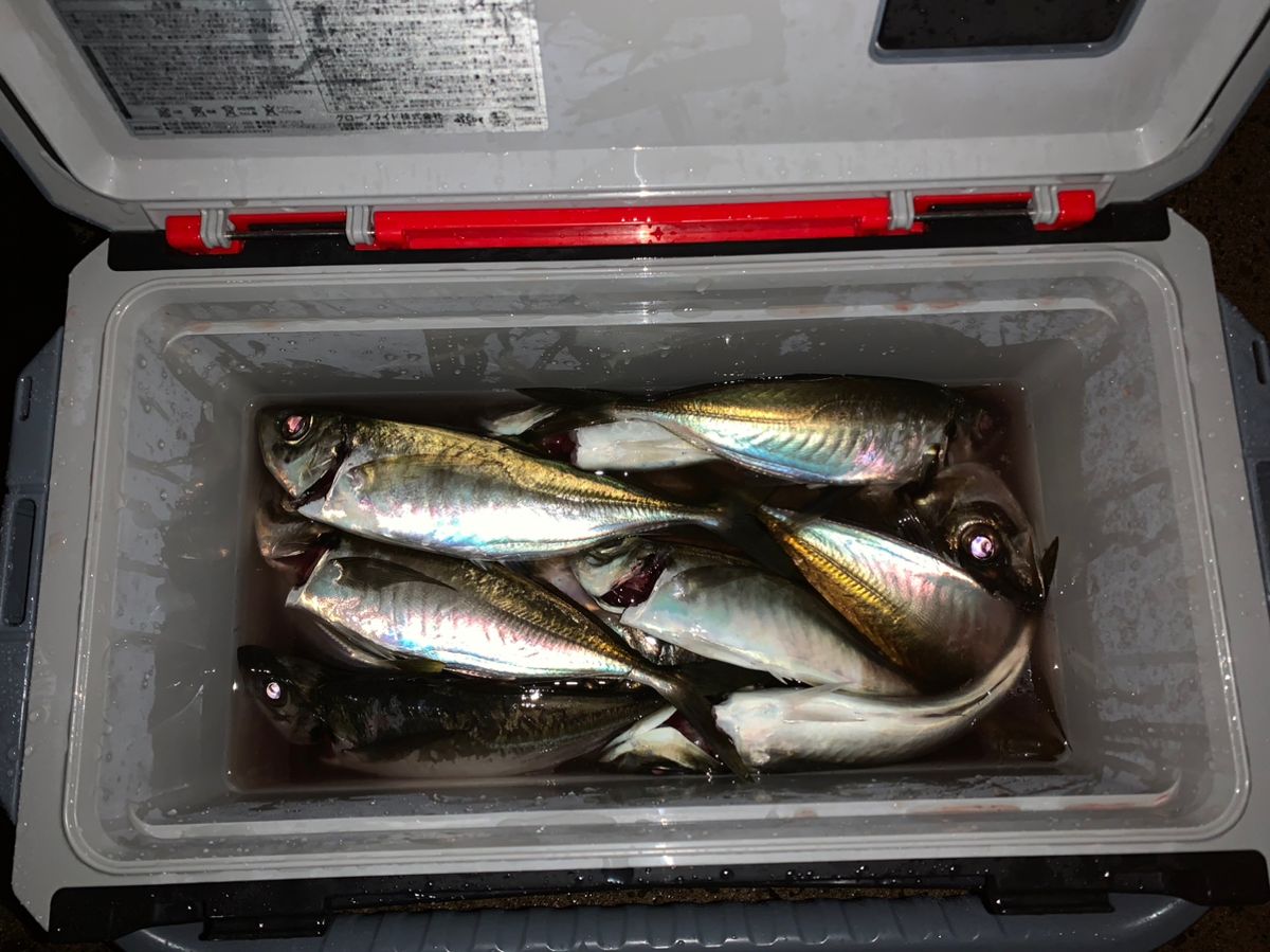 海なし県アングラーゆきさんの釣果 2枚目の画像