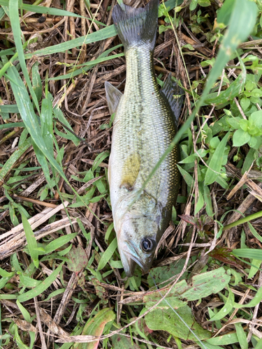 ラージマウスバスの釣果