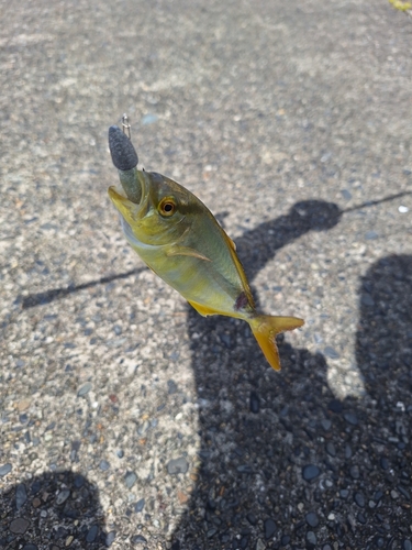 ショゴの釣果