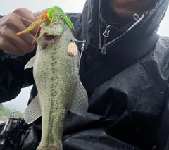 ブラックバスの釣果