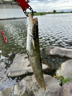 ナマズの釣果