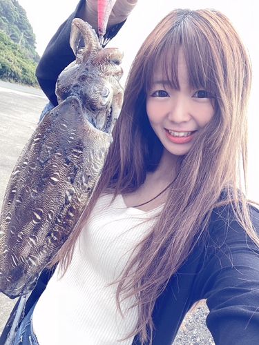 モンゴウイカの釣果