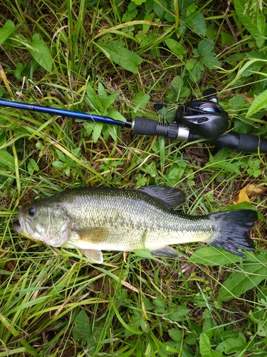 ラージマウスバスの釣果