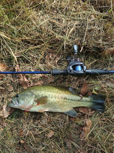 ラージマウスバスの釣果