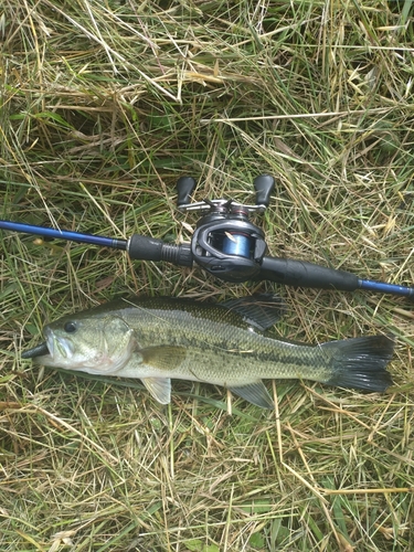 ラージマウスバスの釣果