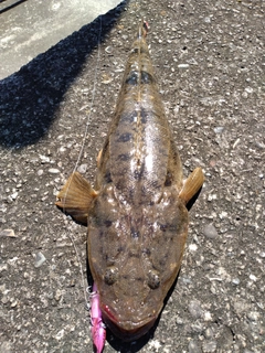 マゴチの釣果