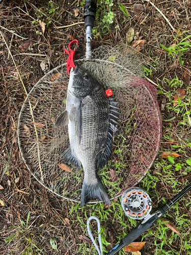 クロダイの釣果