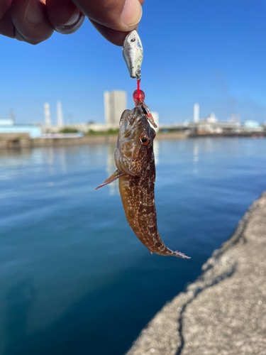 ハゼの釣果