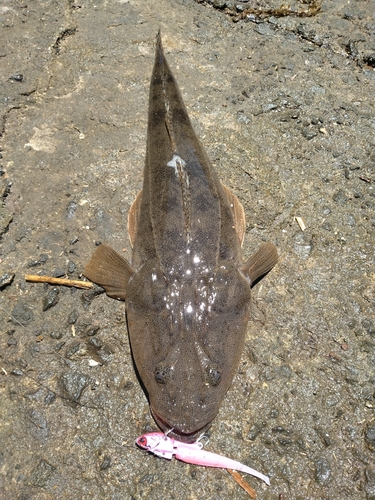 鹿児島湾北部