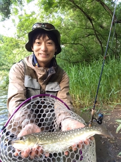 アメマスの釣果