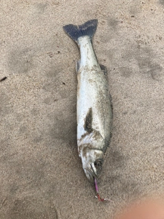 フッコ（マルスズキ）の釣果