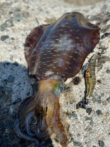 アオリイカの釣果