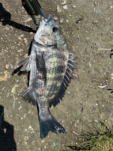 チヌの釣果