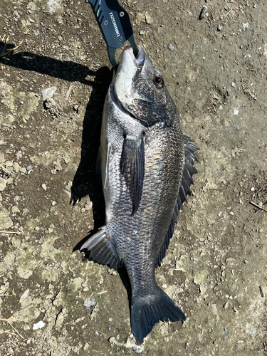 チヌの釣果