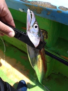 タチウオの釣果