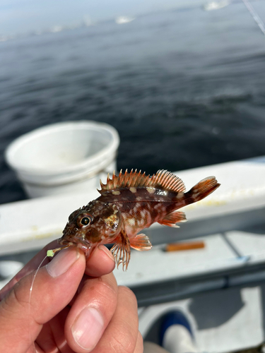 カサゴの釣果