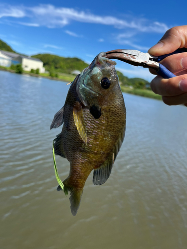 ブルーギルの釣果