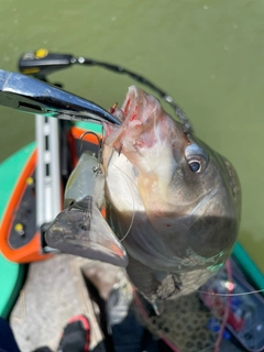 ヘラブナの釣果