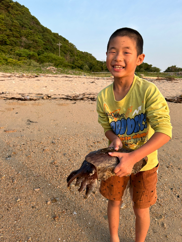 モンゴウイカの釣果