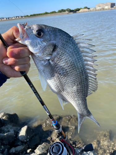 キビレの釣果