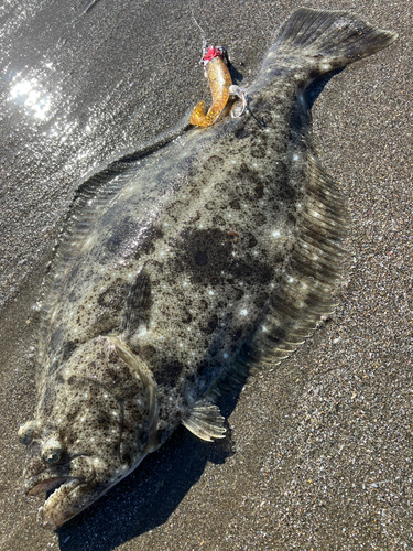 ヒラメの釣果