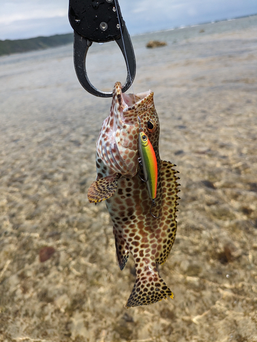 イシミーバイの釣果