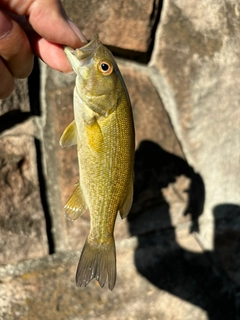 スモールマウスバスの釣果