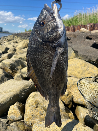 クロダイの釣果