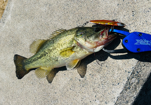 ブラックバスの釣果