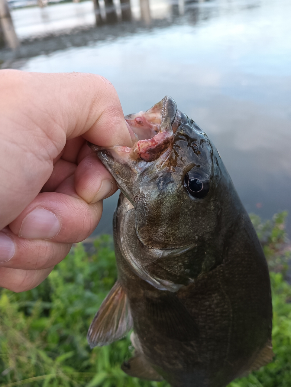 スモールマウスバス